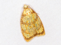 Acleris bergmanniana